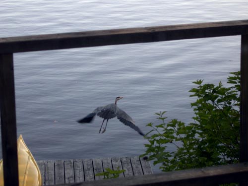 Heron taking off