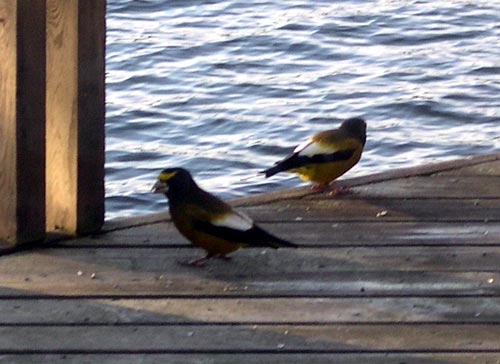 2grosbeaks.jpg