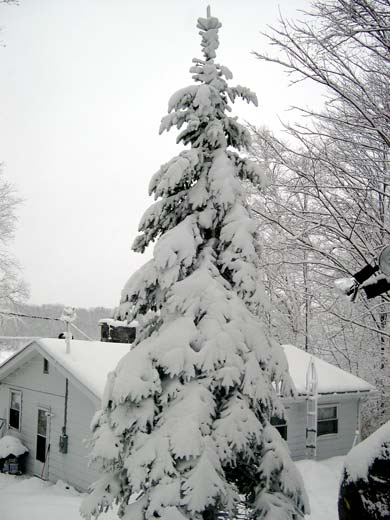 heavy snow on tree