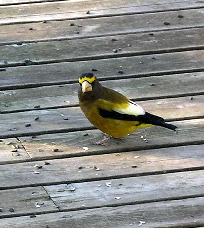 eveningGrosbeak2.jpg