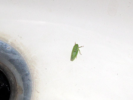 greenBug.jpg