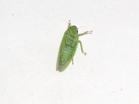 greenBugCloseup.jpg