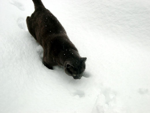 louis in deep snow