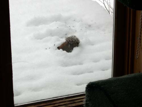 red squirrel in snow