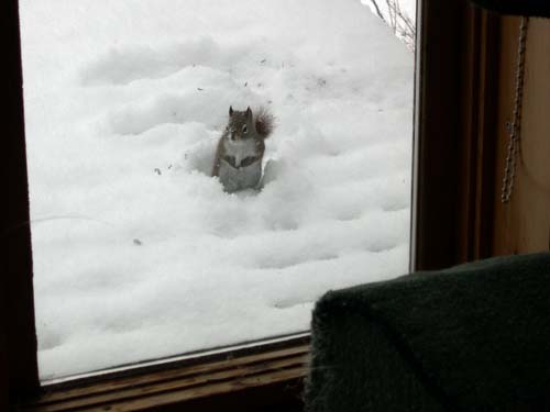 red squirrel in snow