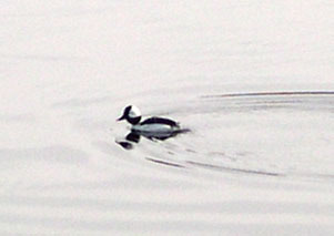 sm-bufflehead.jpg